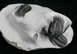 Awesome Triple Trilobite Plate - Mrakibina & Podoliproetus #4243-5